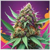 TiDis Grow: CBD Blüten Mandarine & Orangen Kush | Aroma: Intensiv | Fruchtig Exotisch | CBD Anteil: 16,5% - ohne hinzugefügte Cannaboide