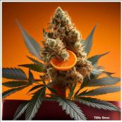 TiDis Grow: CBD Blüten ORANGE CBD BOOST | Aroma: Intensiv | Fruchtig Zitrus | CBD Anteil: 44% - hinzugefügte Cannaboide